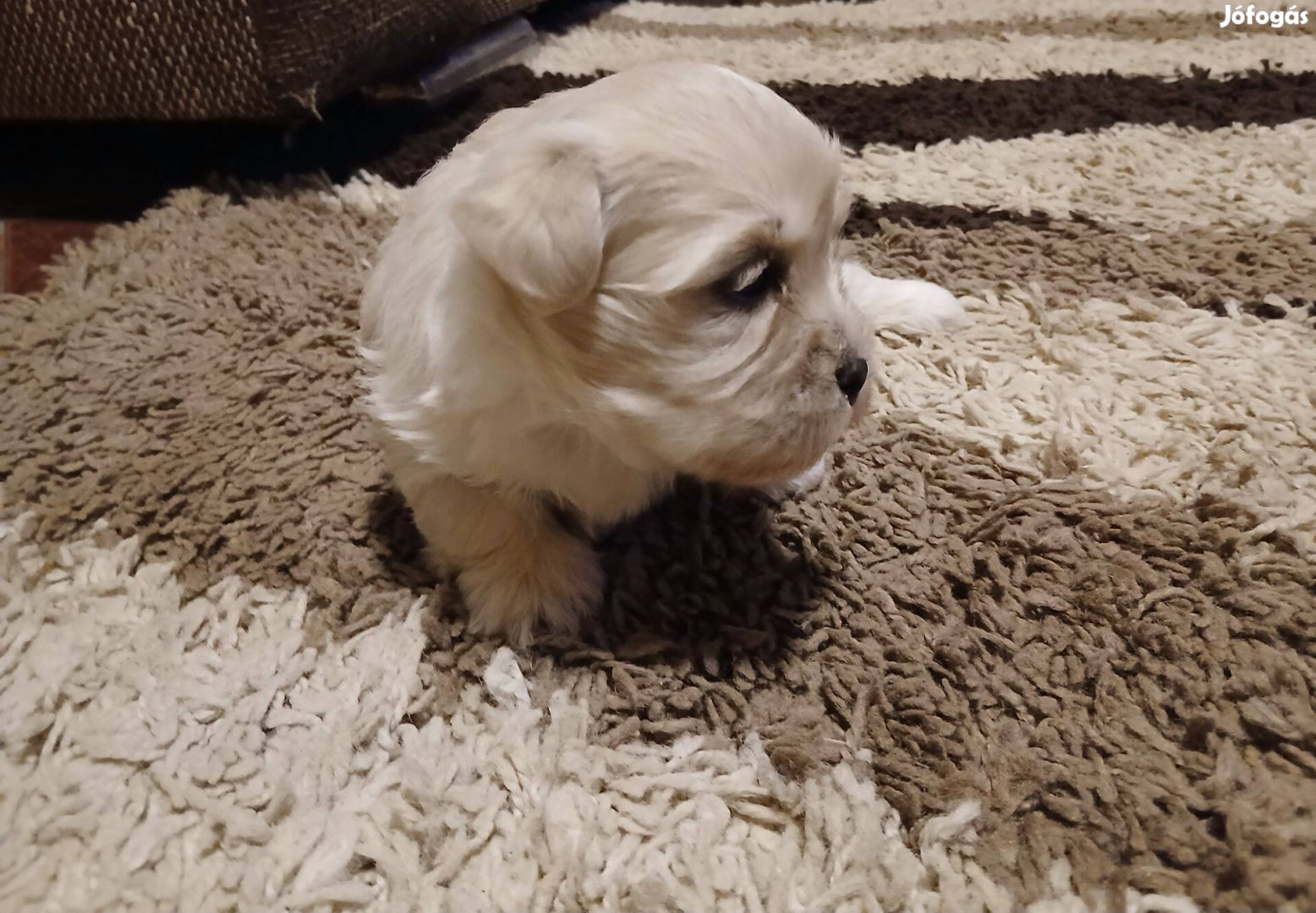 Bichon Havanese kislányok