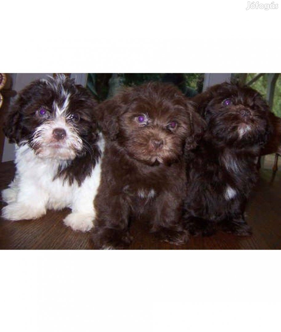 Bichon Havanese kölykök aranybarna és csoki kiskutyák