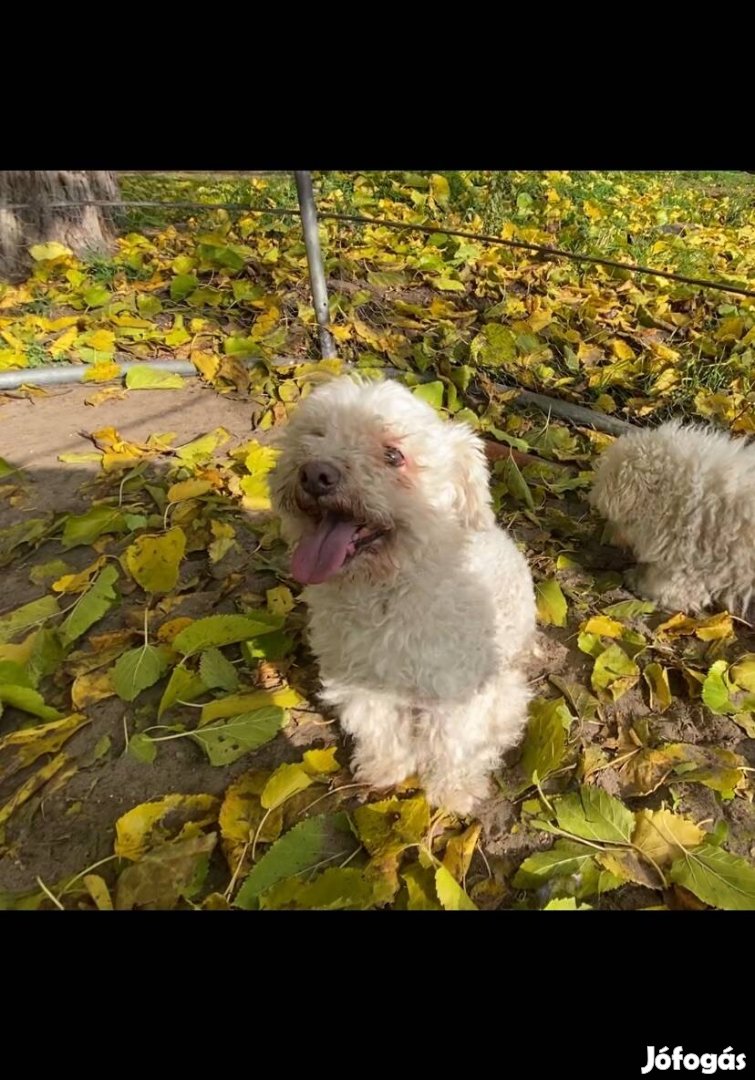 Bichon bolognese kan felnőtt kutya