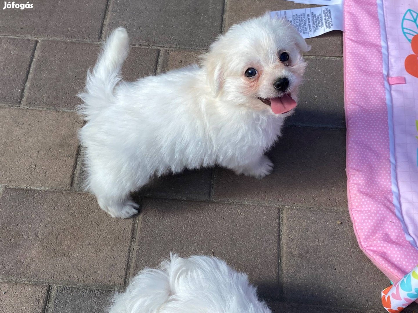 Bichon havanese kan kiskutya eladó