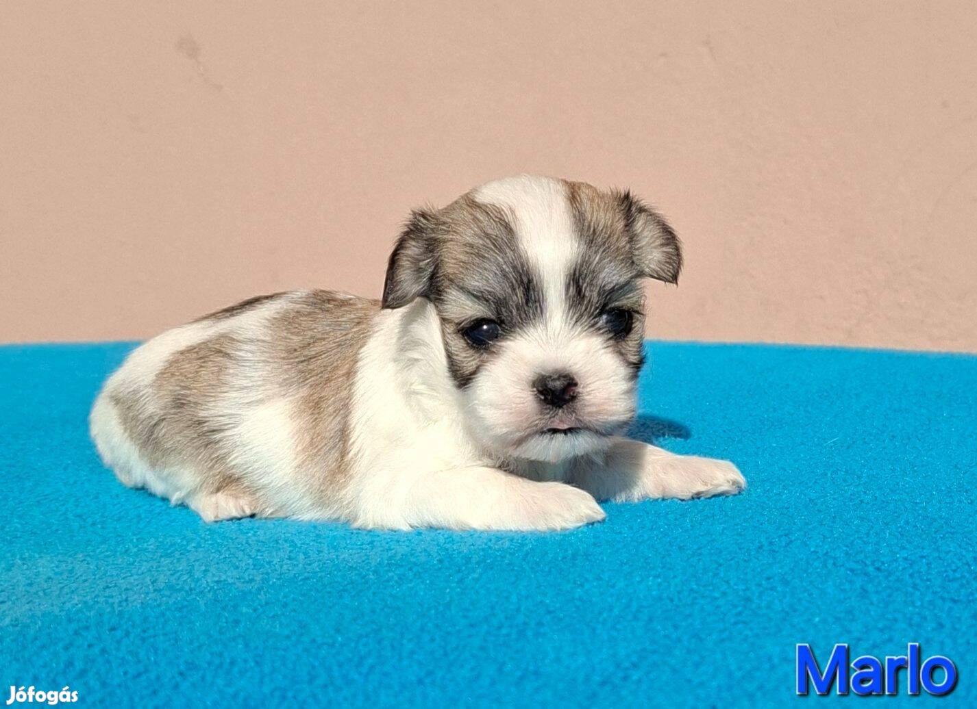 Bichon havanese kisfiú akár törzskönyvvel