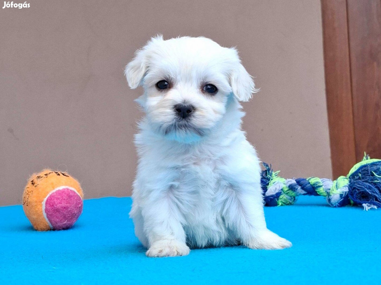 Bichon havanese kislány akár törzskönyvvel is