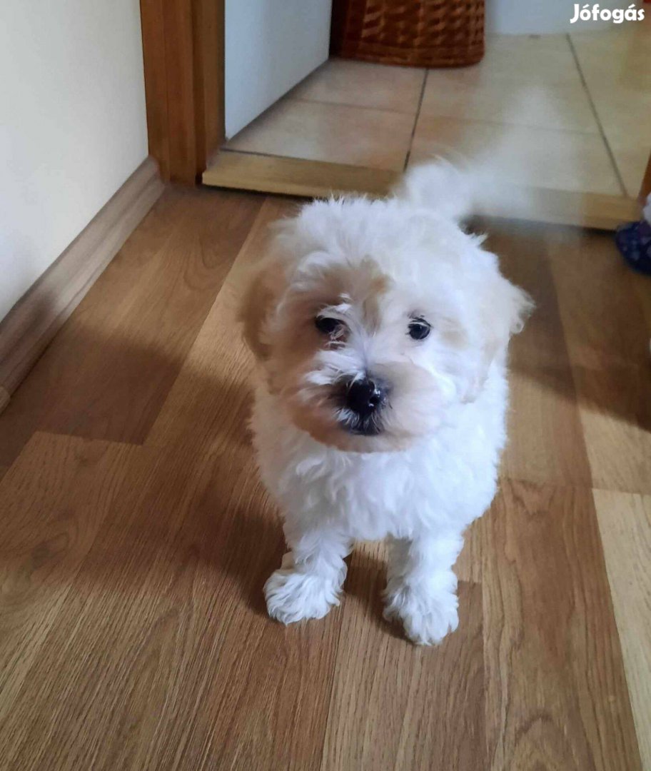 Bichon havanese picik