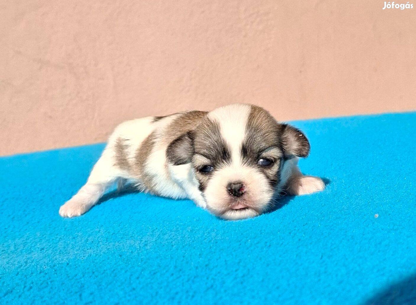 Bichon havanese törzskönyvezhető kisfiú Marlo