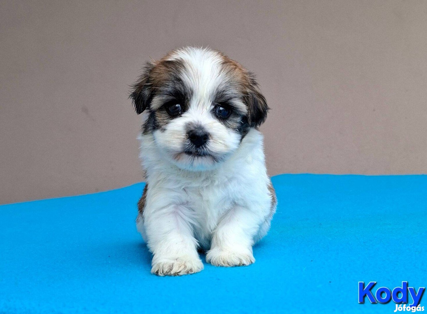 Bichon havanese törzskönyvezhető kiskutyák