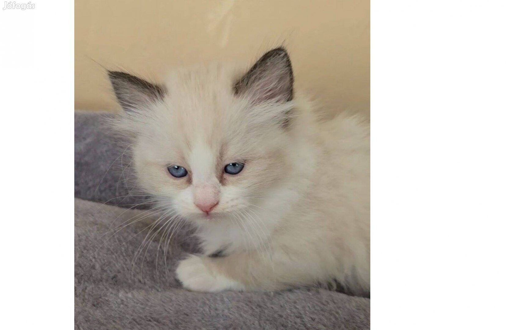 Bicolor Ragdoll törzskonyves kislány