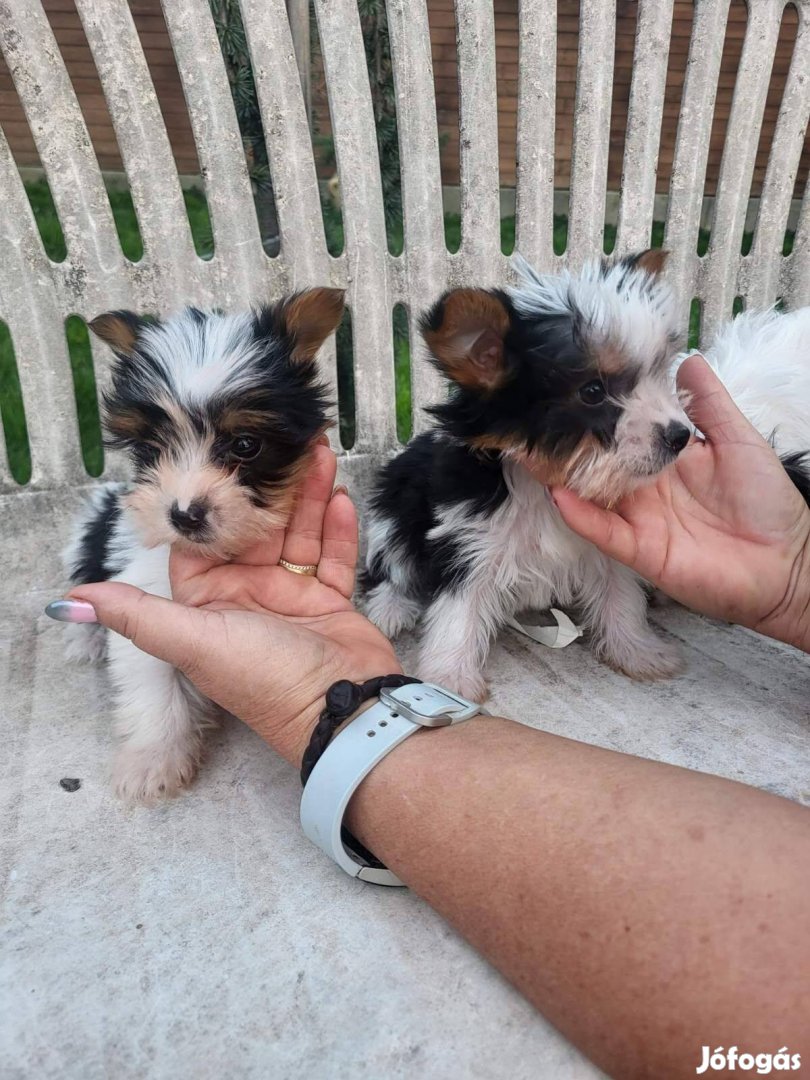 Biewer Yorkshire Terrier