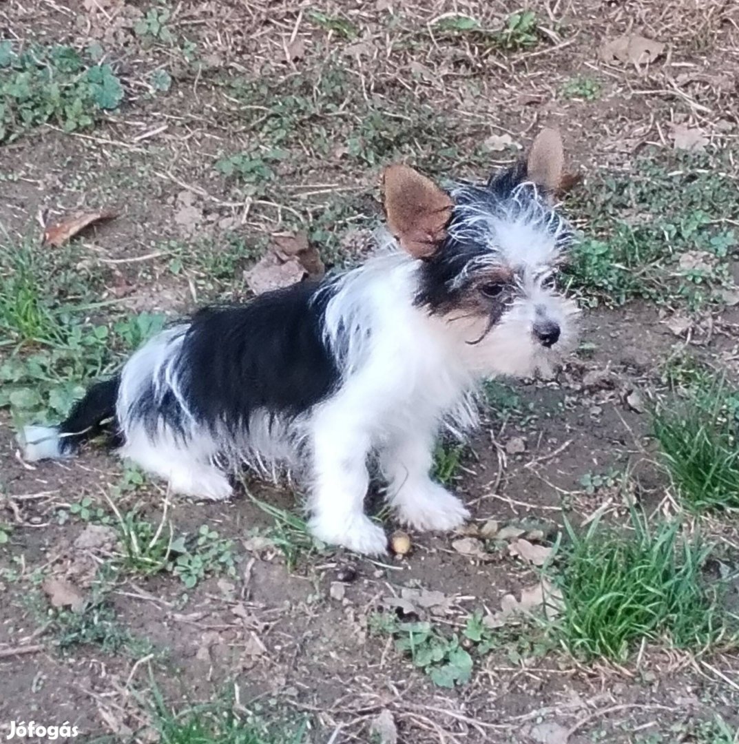 Biewer Yorkshire terrier jellegű kislány gazdát keres