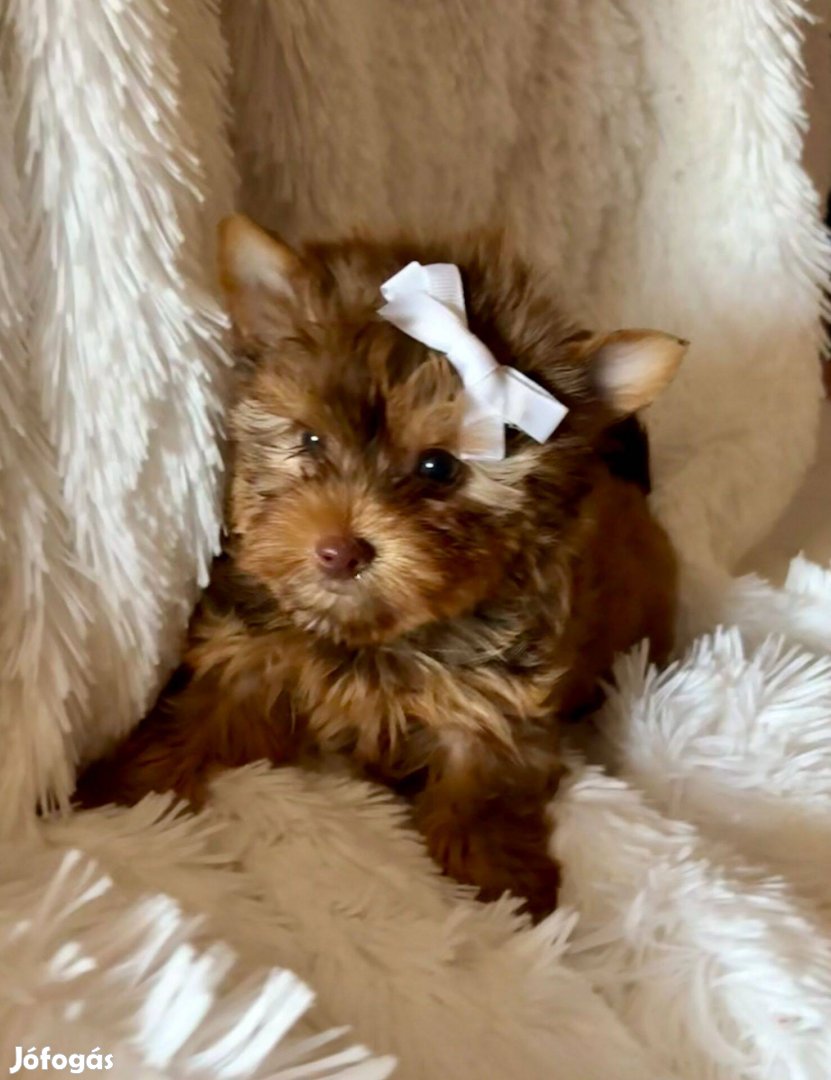 Biewer yorkshire terrier