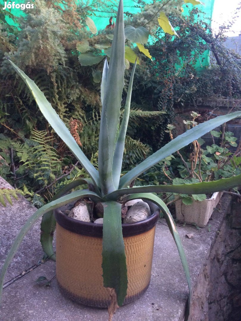 Big agave kaktusz