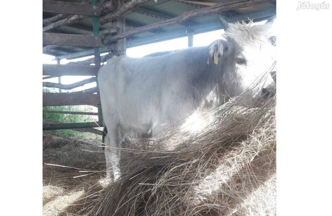 Bika borjú, egy darab eladó