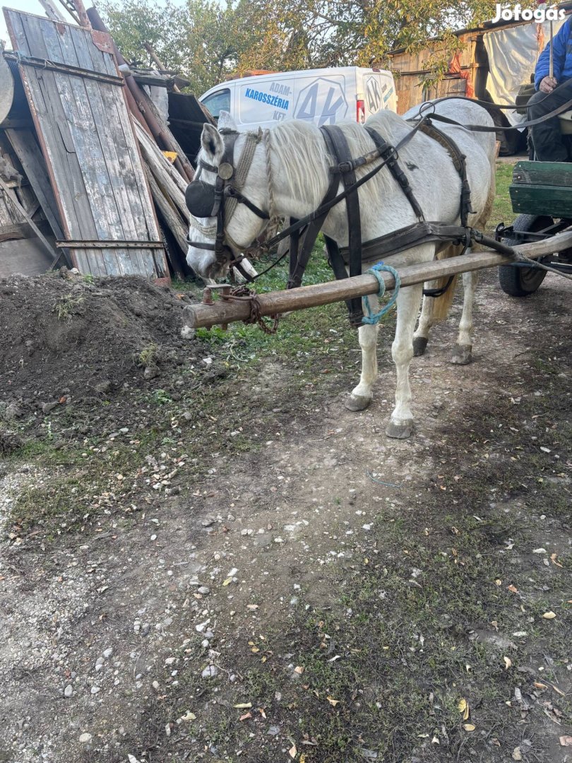 Bika borjúra cserélném 