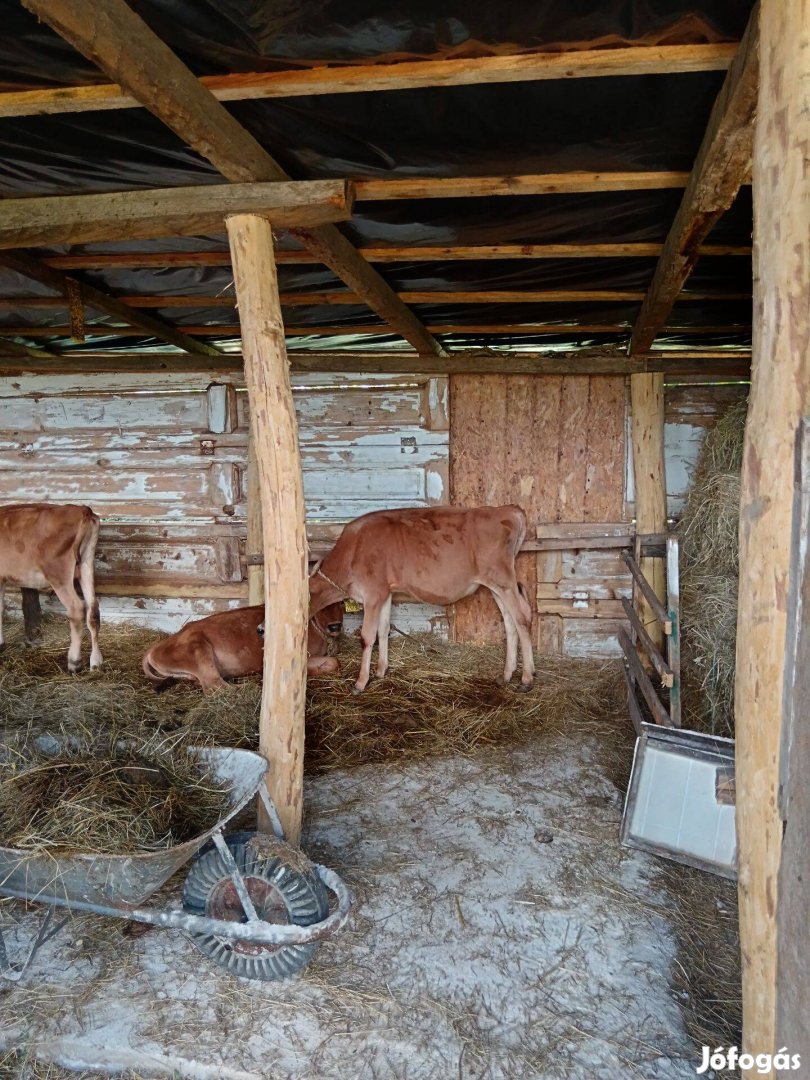 Bikaborjú eladó