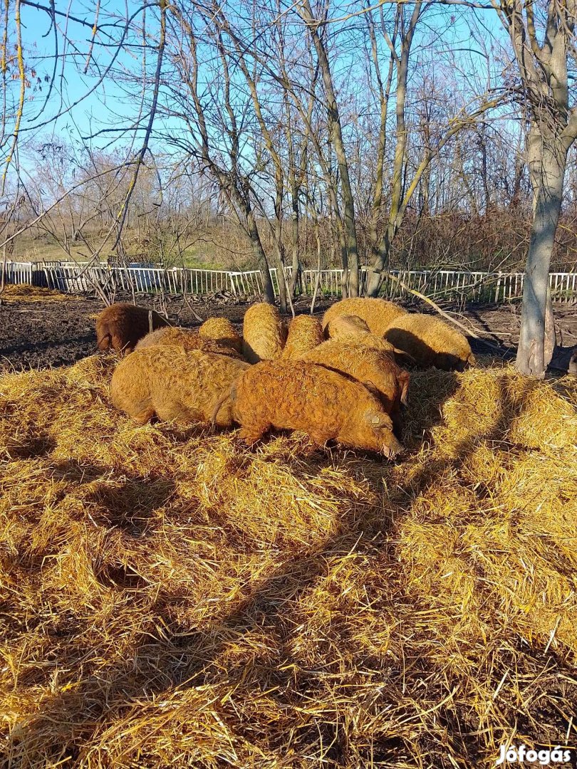 Bio mangalica hízók rideg tartásból!