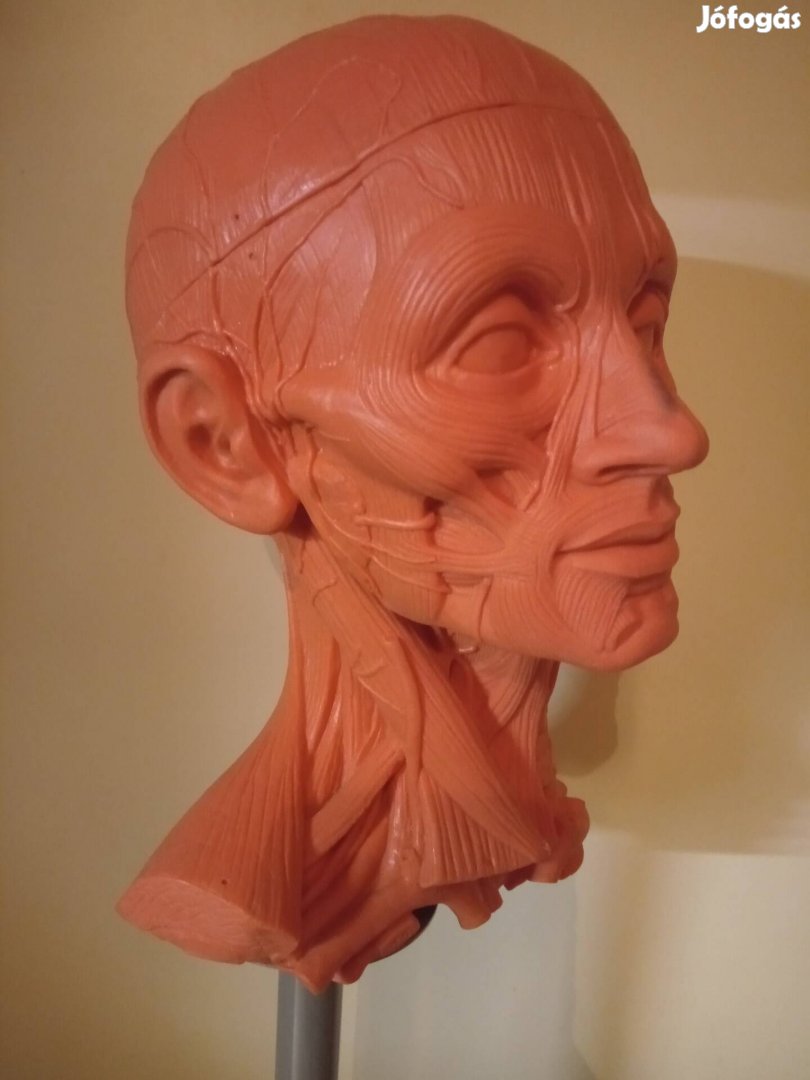 Biológiai -Orvosi szemléltető eszköz