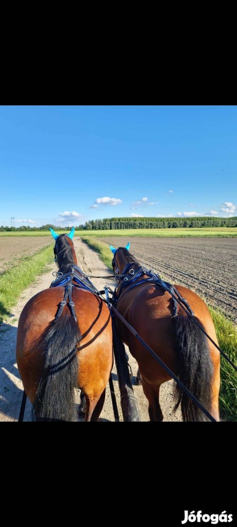 Biothene kettes szerszám.