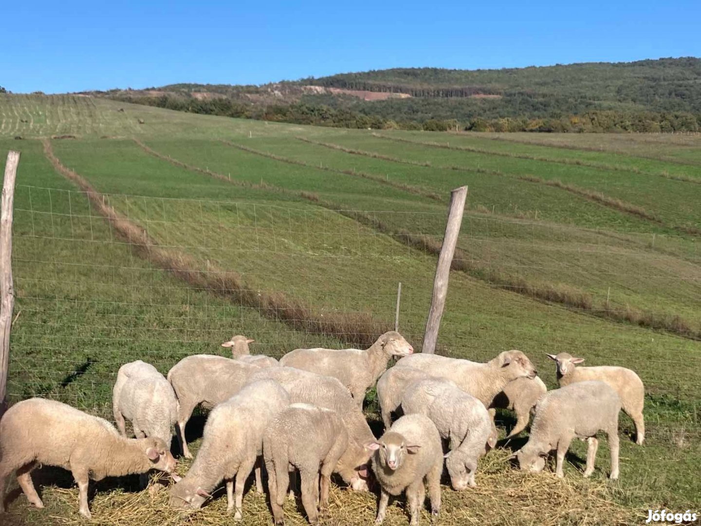 Birka / Anyajuh eladó Egerben