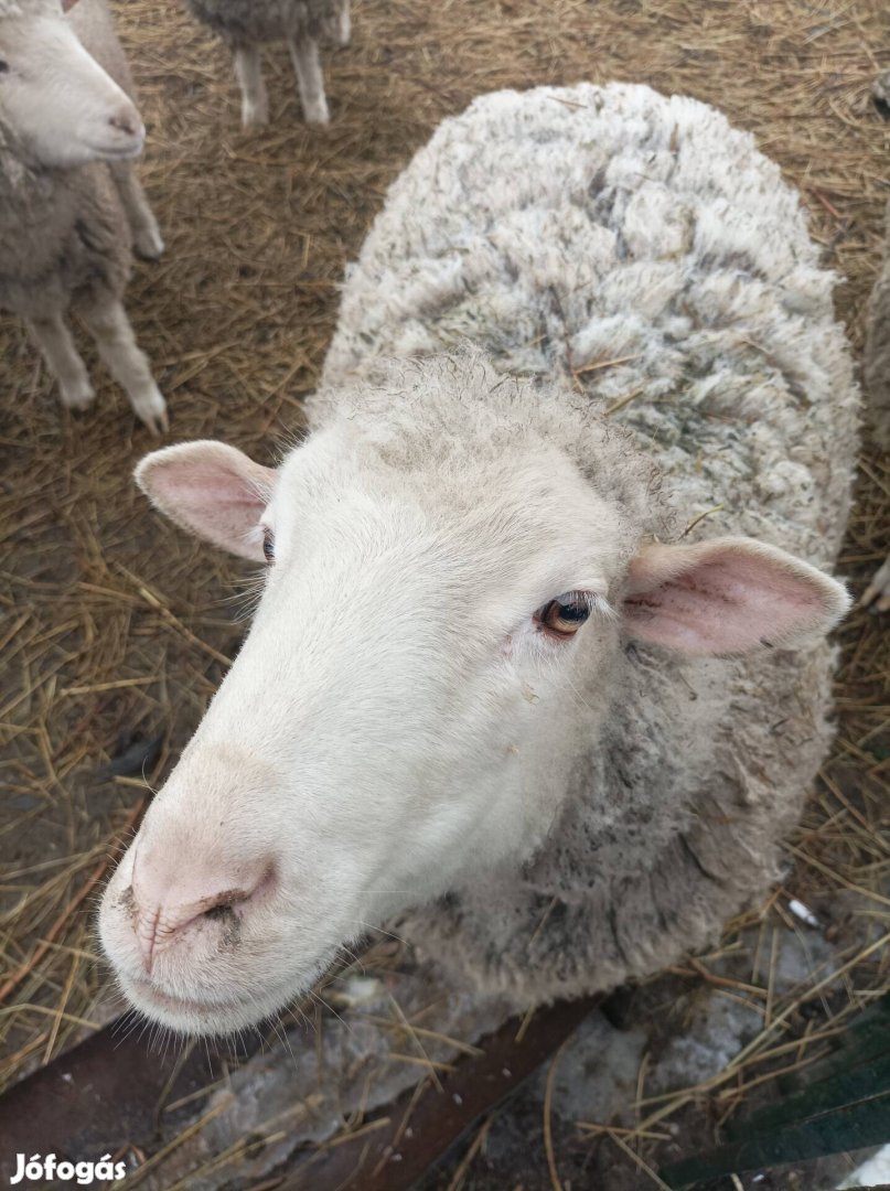 Birka, bárány, kos