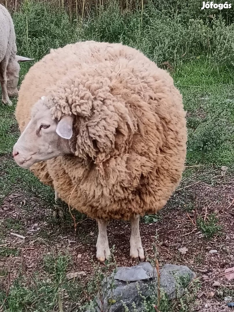 Birka, birkák, juh eladók. 