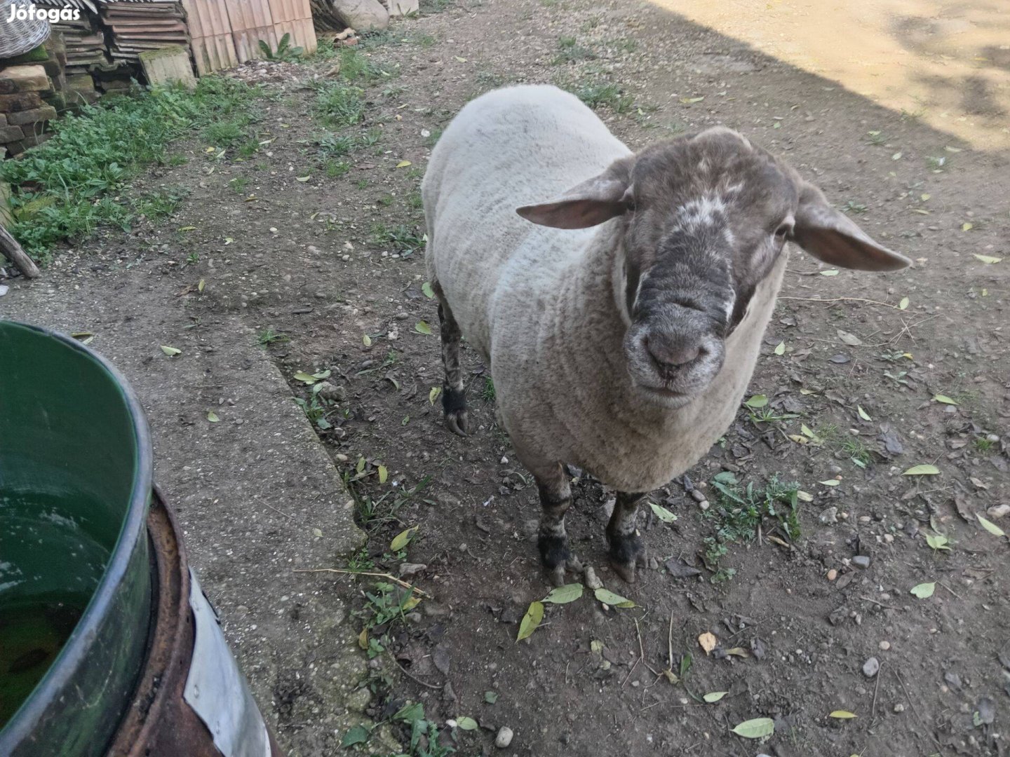 Birka (kos) Eladó