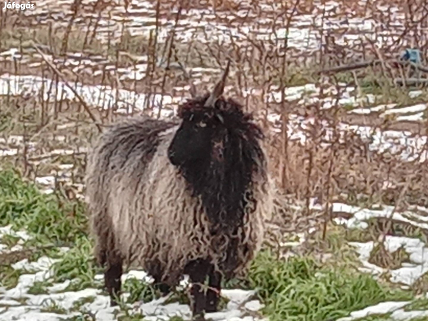 Birka juh 1,5 eves racka jerkék eladóak