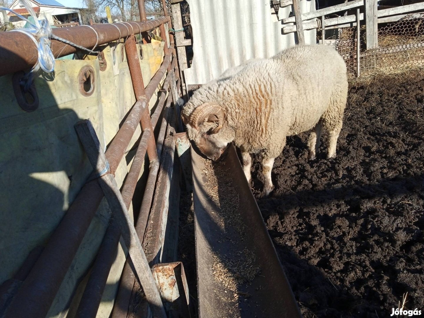 Birka juh 2 éves merino kos létszám csökkentés miatt