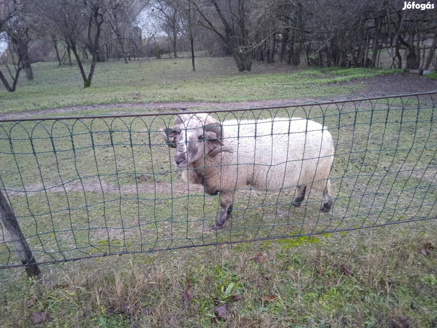 Birka kos 2 éves eladó