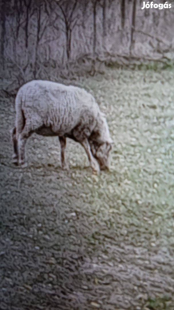 Birkák eladók csere jöhet