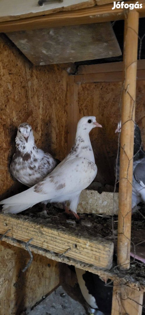 Birminghami pergő roller pigeon