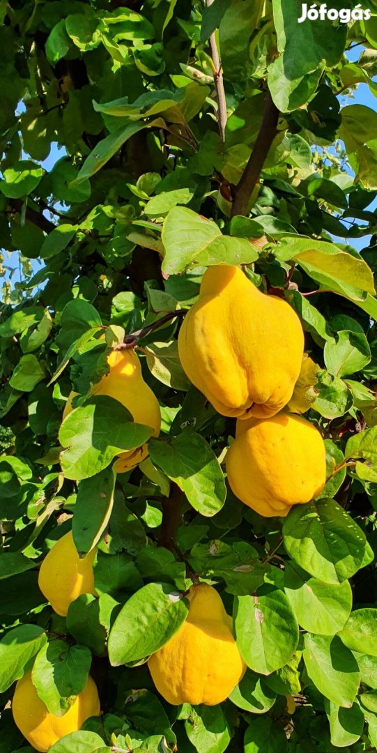 Birs Birskörte Birsalma Eladó Iseki Kubota Mtz