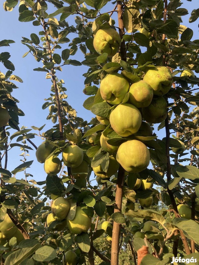 Birs eladó Kecskeméten termesztőtől