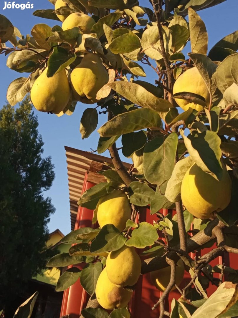 Birskörte eladó Nyírpazonyban