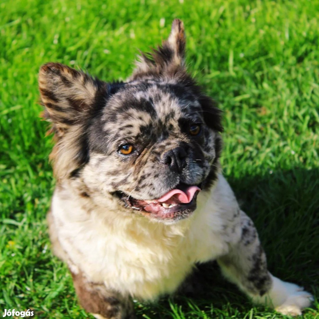 Black merle fluffy francia bulldog kan fedez.