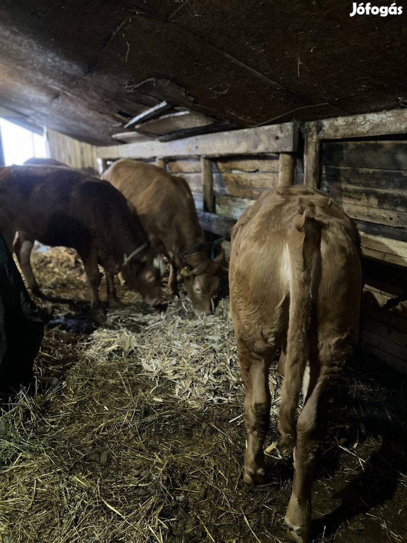Blonde üszők eladók!