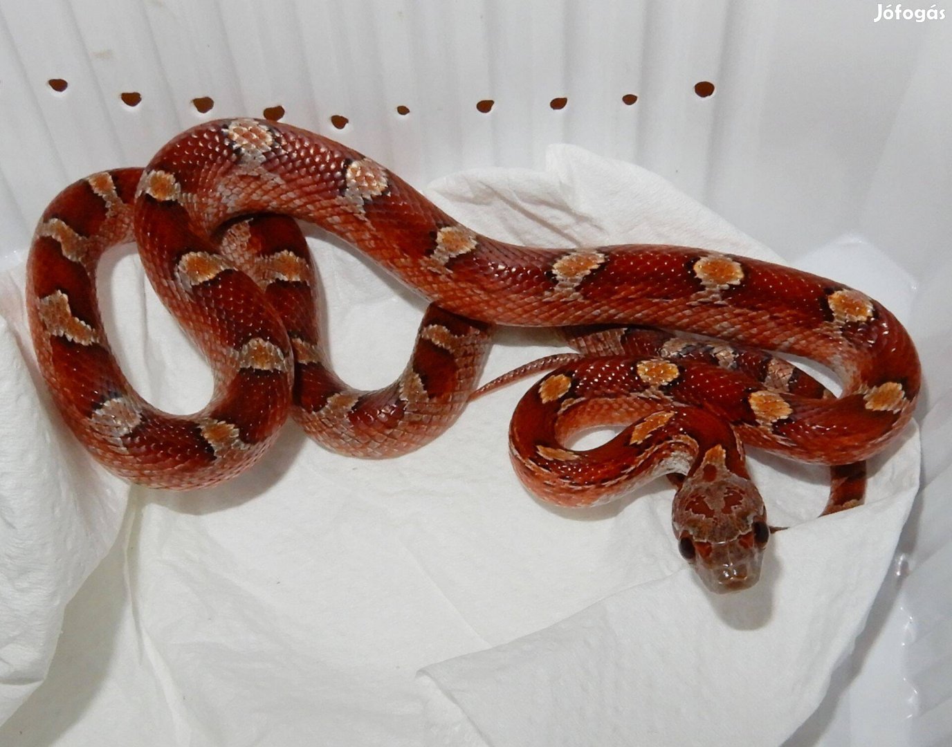 Bloodred gabonasikló