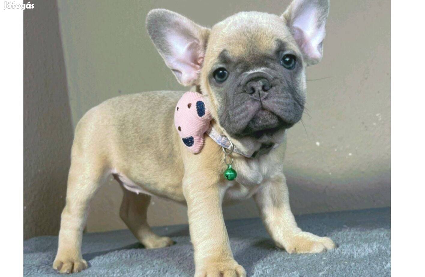 Blue fawn francia bulldog lány
