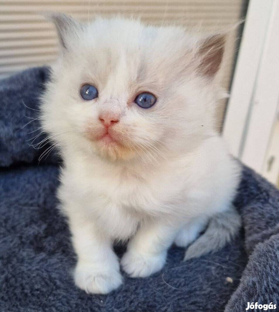 Blue lynx bicolor kiscsajszi