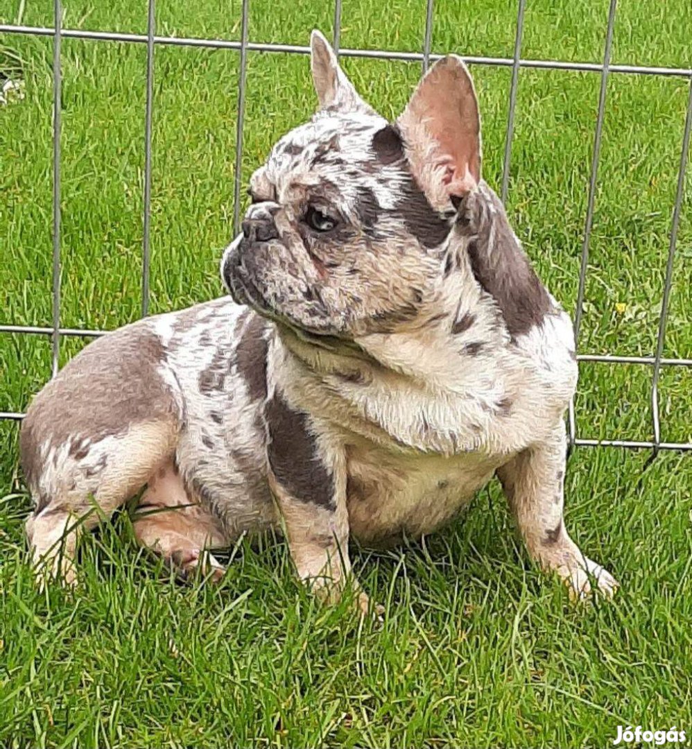 Blue tan merle szuka