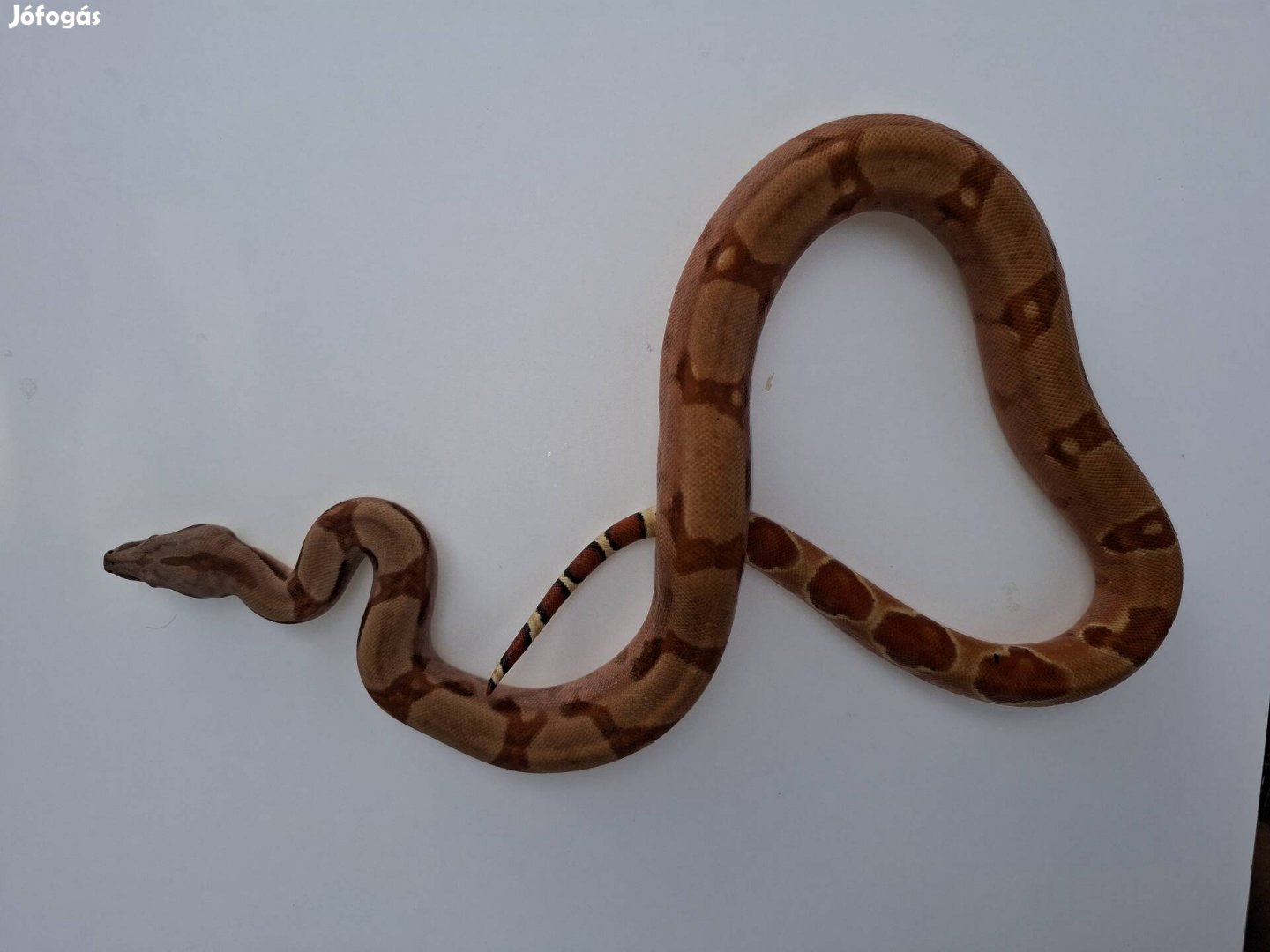 Boa Constrictor Hypo nőstény