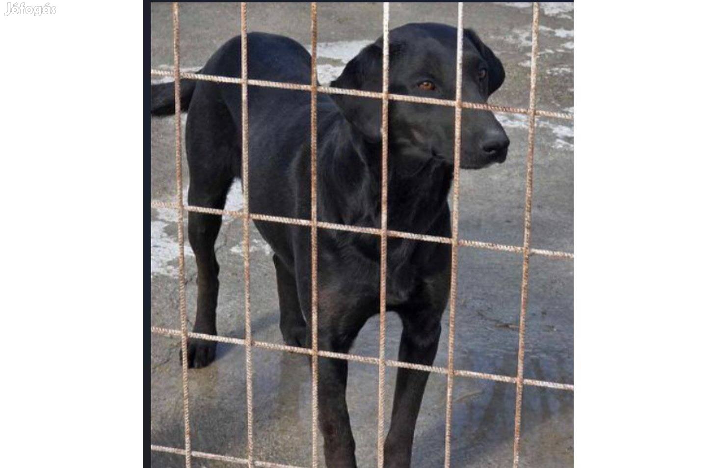 Böbi, 2 éves fekete szépség befogadót keres