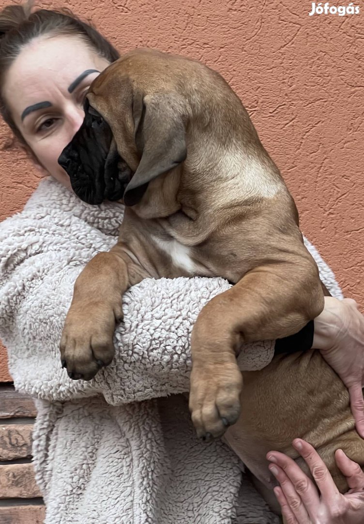 Boerboel Kölyök Kutyák