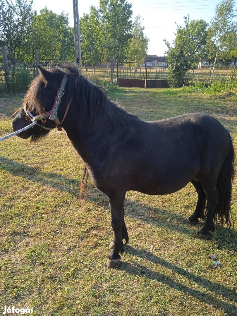 Bognár fekete csődör poni