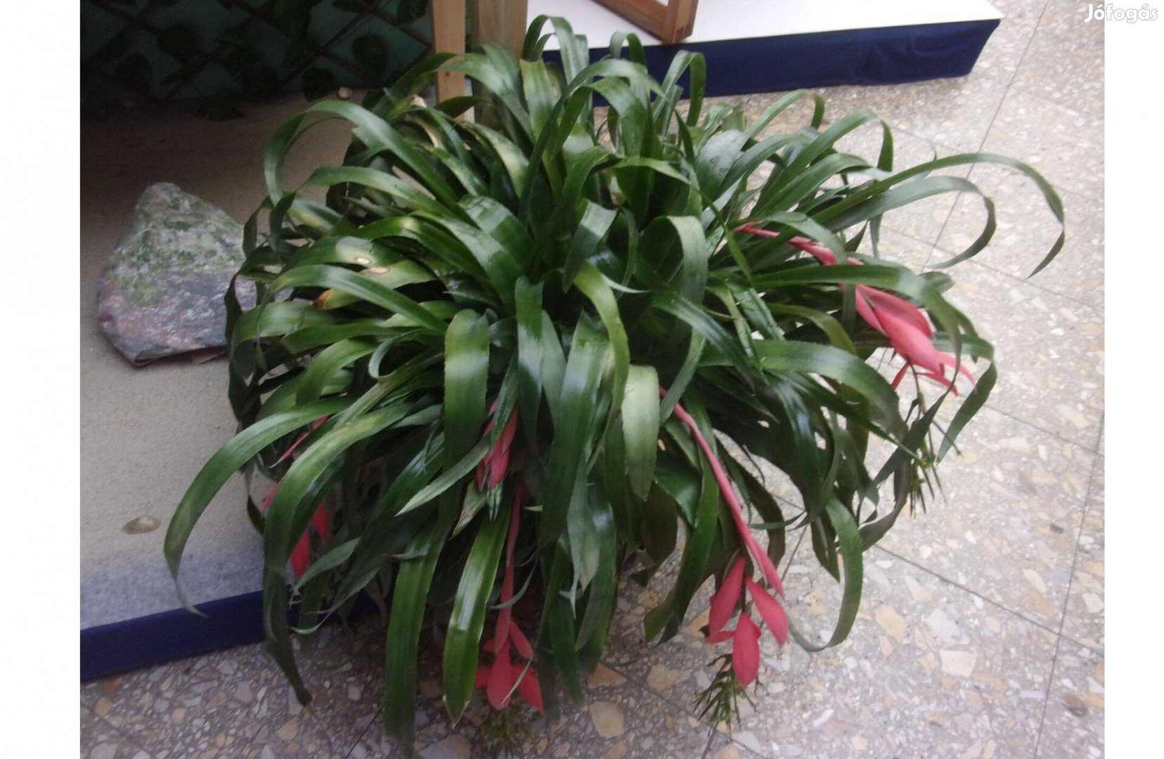 Bókoló Billbergia Bromélia Bilbergia Újpesten