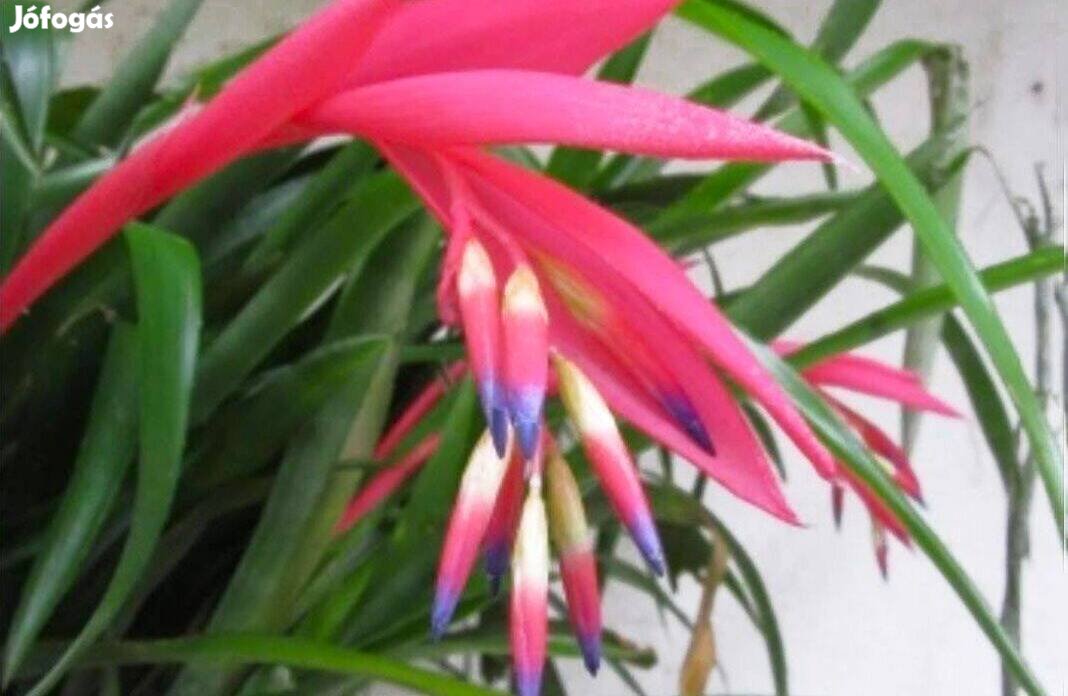 Bókoló bromélia, billbergia