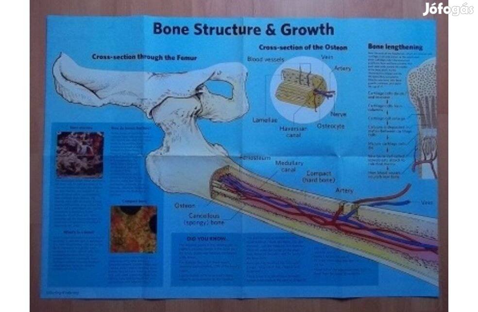 Bone structure & growth Csontozat és növekedés poszter /angol/