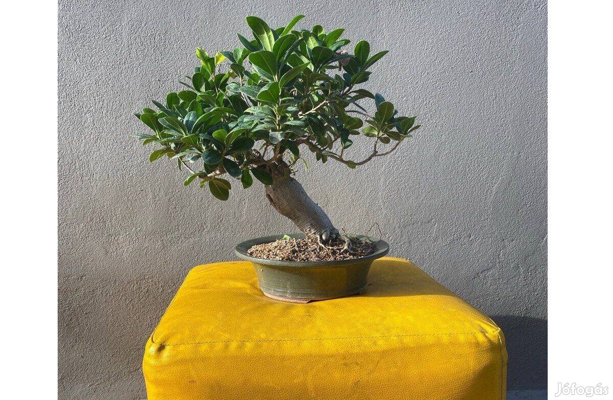 Bonsai eladó