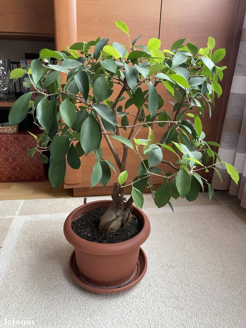 Bonsai fa eladó 