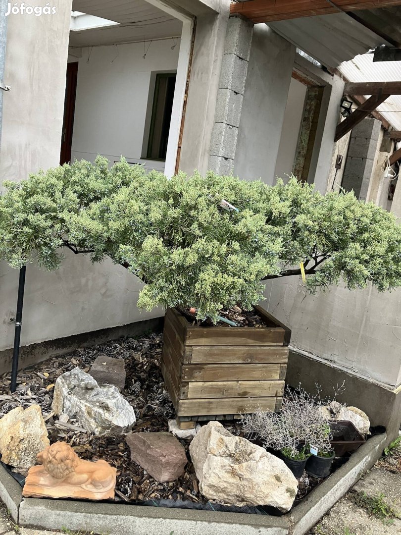 Bonsai koros Terülő Juniperus faládában