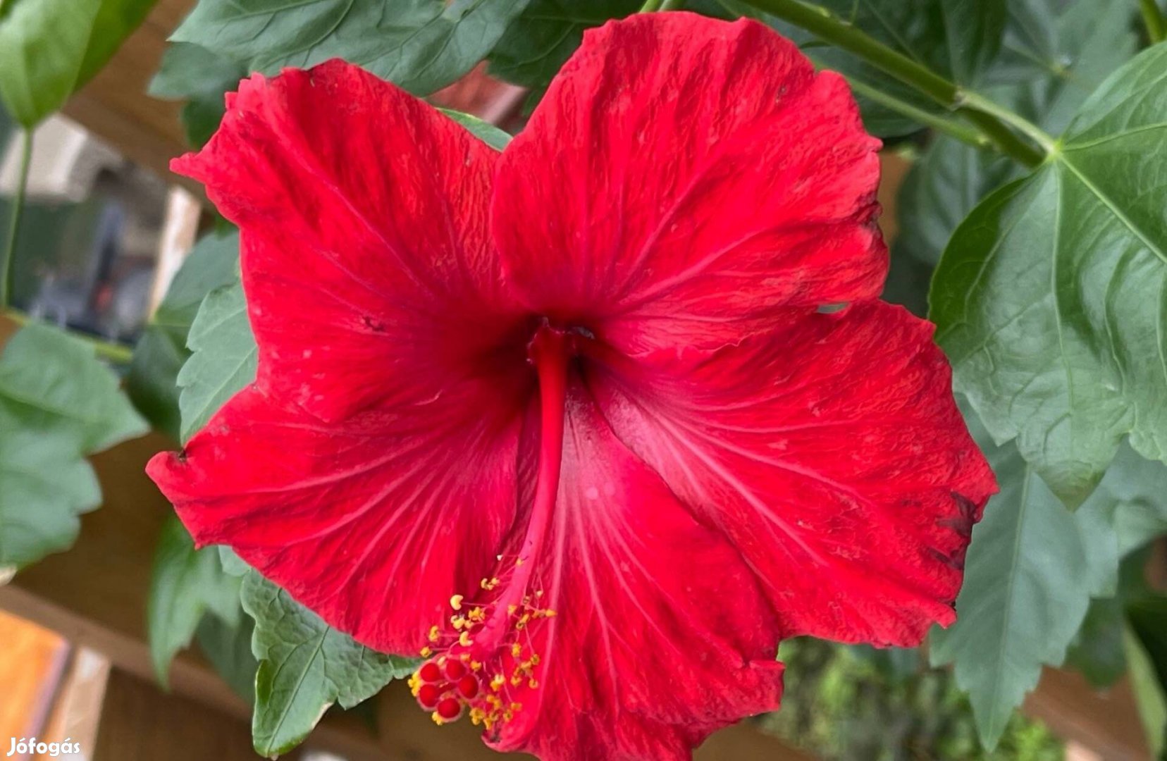 Bordeaux hibiszkusz