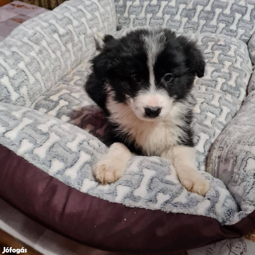 Border Collie Babák